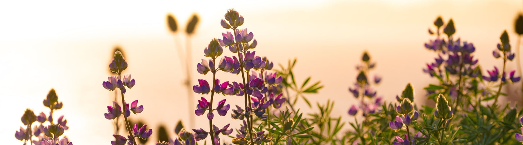 Blomsterlupin