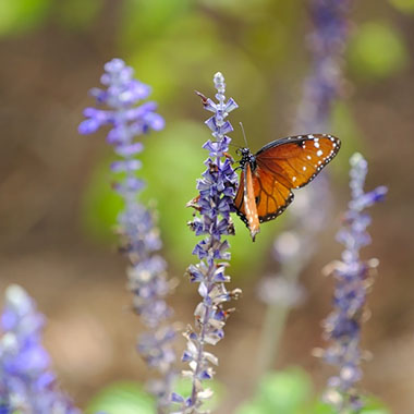 fjäril på lavendel